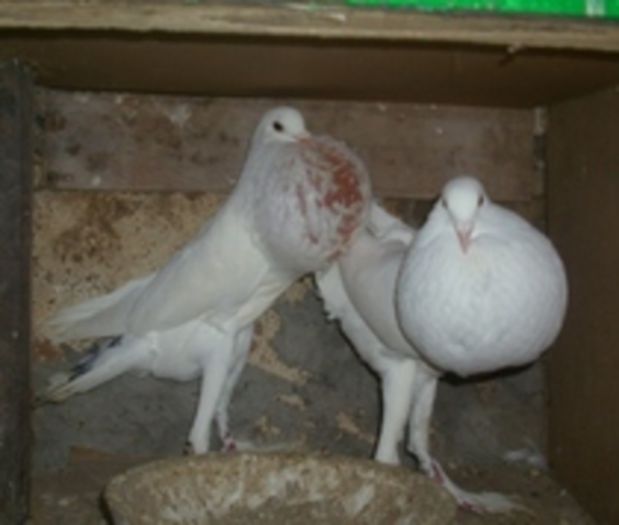 38517930_RCJNVCVUX - Porumbei in Lume