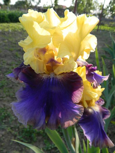 Edith wolford - Irisi 2015