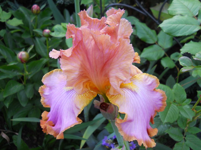 Afternoon Delight - iris 2015