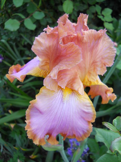 DSCN6881 - iris 2015