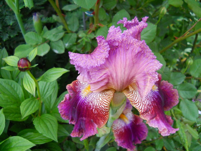 Barocco - iris 2015
