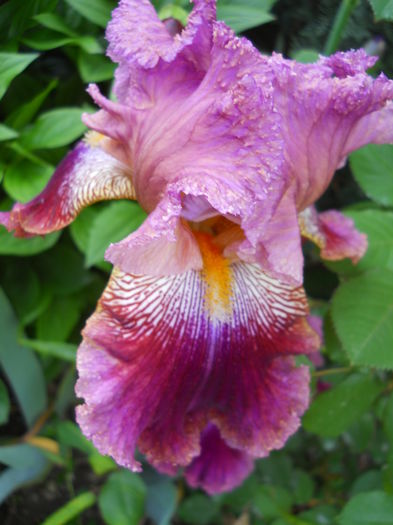 DSCN6883 - iris 2015