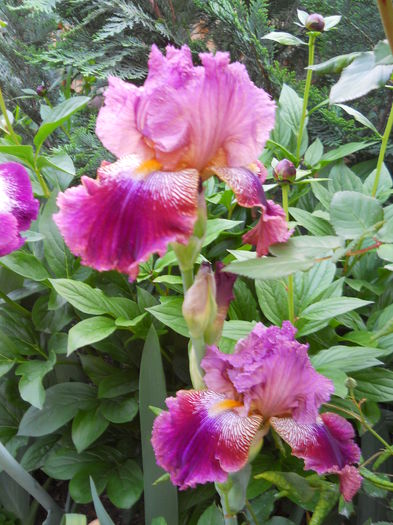 Barocco - iris 2015