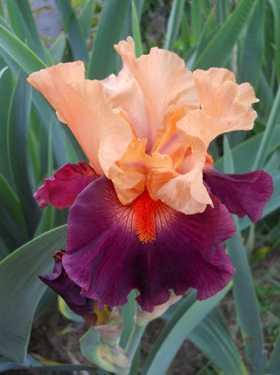 Bragadoccio - iris 2015