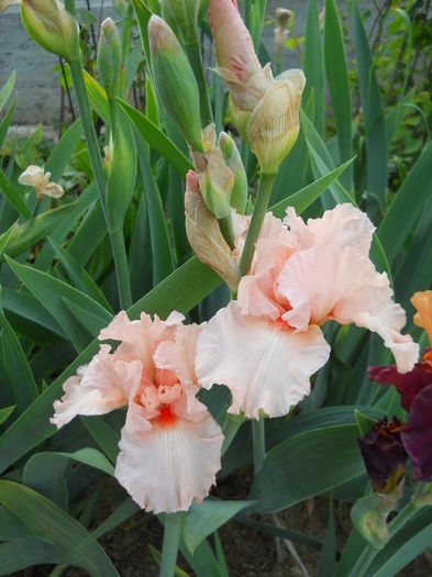 Vizion in Pink - iris 2015