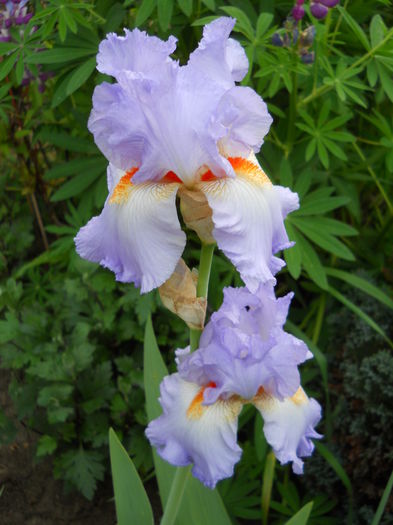 Grecian Skies - iris 2015