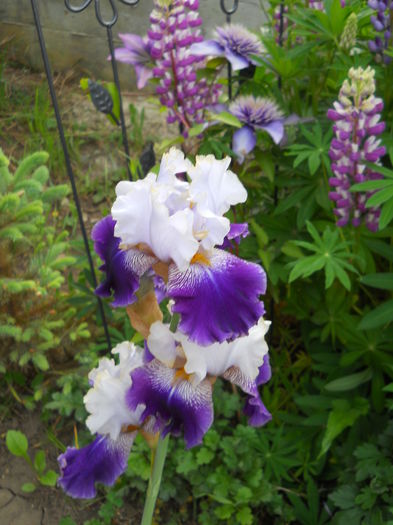 DSCN6913 - iris 2015