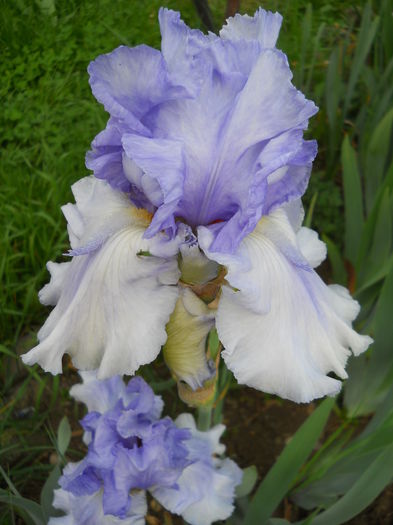 DSCN6892 - iris 2015