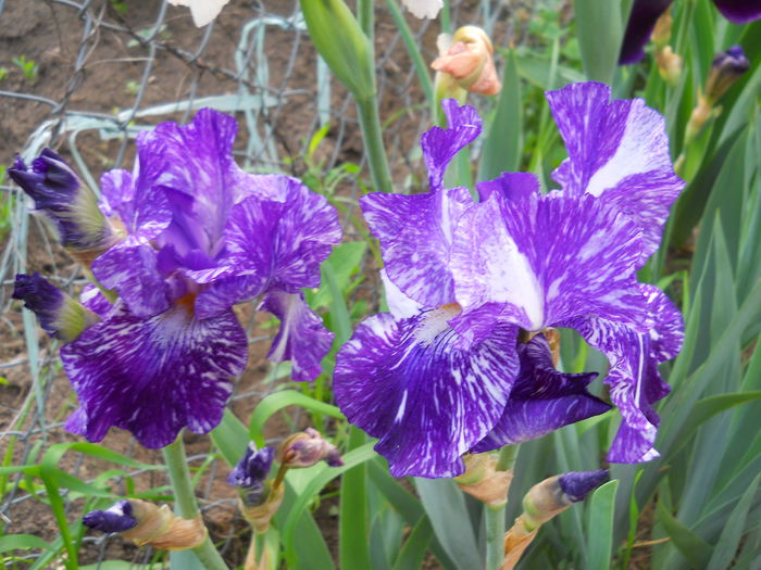 Batik - iris 2015