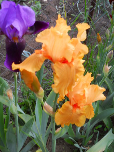 Good Show - iris 2015