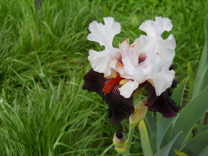 Starring - iris 2015
