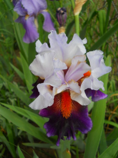 DSCN6893 - iris 2015