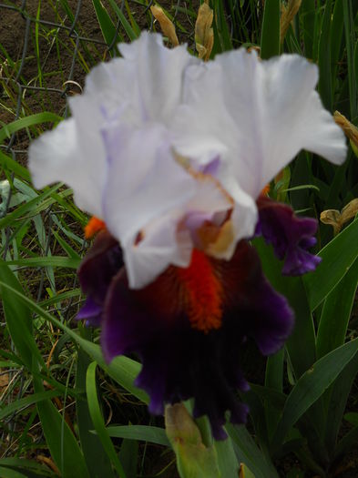 DSCN6895