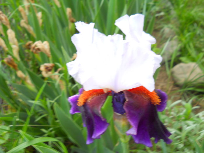 DSCN6896 - iris 2015