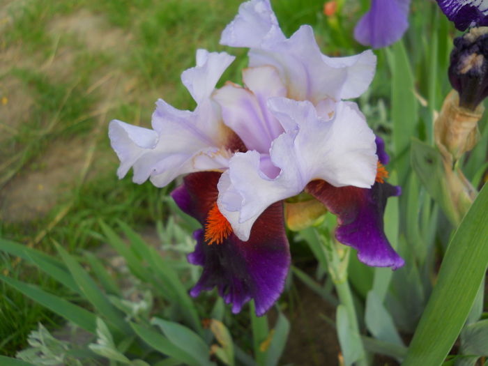 DSCN6897 - iris 2015