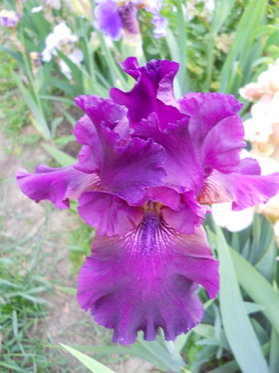 DSCN6909 - iris 2015