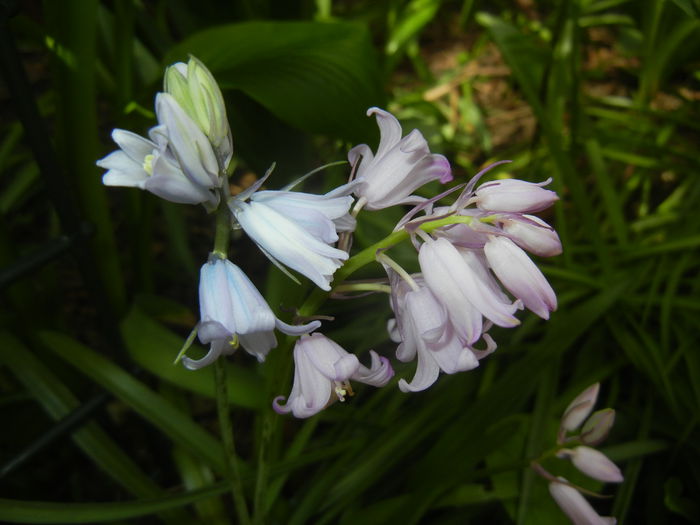 Hyacinthoides hispanica (2015, May 05) - HYACINTHOIDES Hispanica