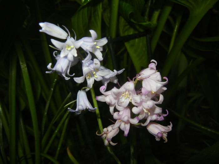 Hyacinthoides hispanica (2015, May 07) - HYACINTHOIDES Hispanica