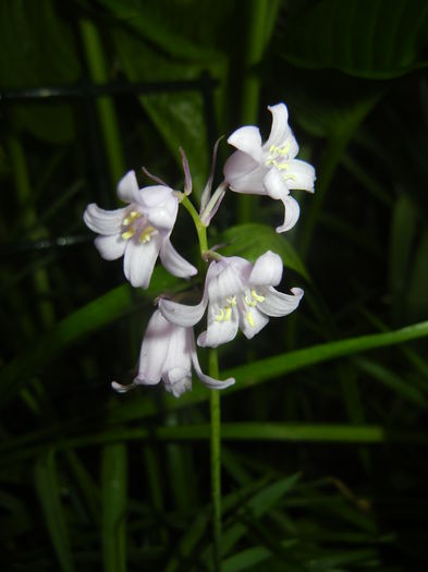 Hyacinthoides hispanica (2015, May 07) - HYACINTHOIDES Hispanica