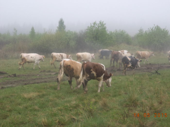 Salcii pentru capre-4 - Urcatul la stana cu vacile in Dealul Alb-2015