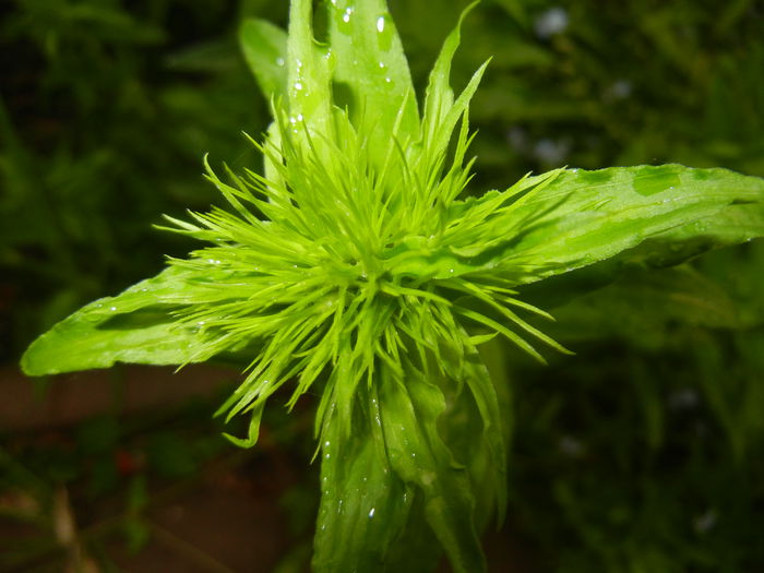Dianthus barbatus (2015, May 07) - Dianthus Barbatus