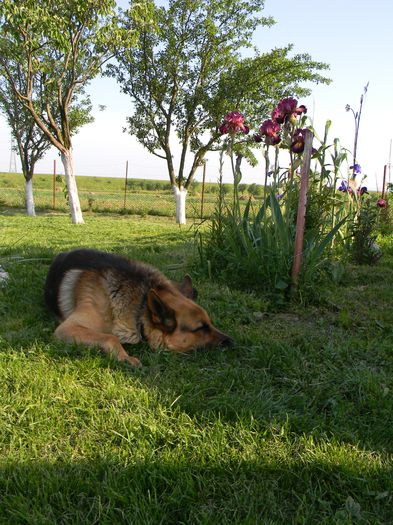 Flash; Asa as lenevi si eu printre flori, daca n-ar fi buruienile :))

