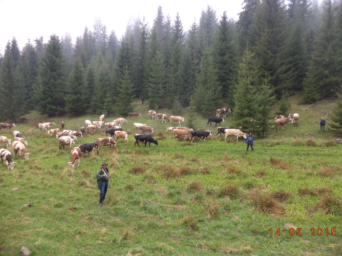 Se cam aduna vaci multe