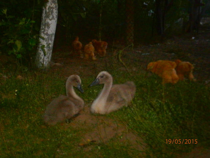 foarte blanzi si dragalasi!!!!!!