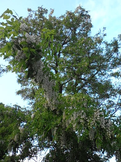 P5180237 - CALEIDOSCOP