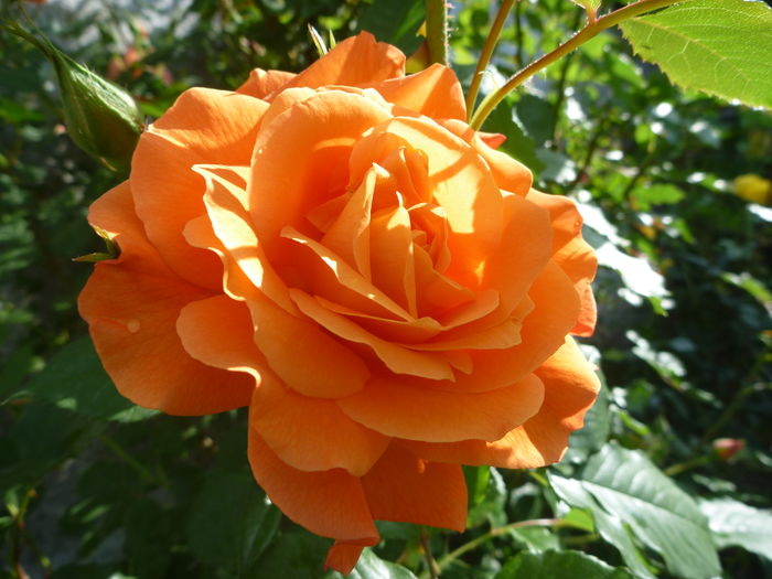 Westerland - Colectie trandafiri