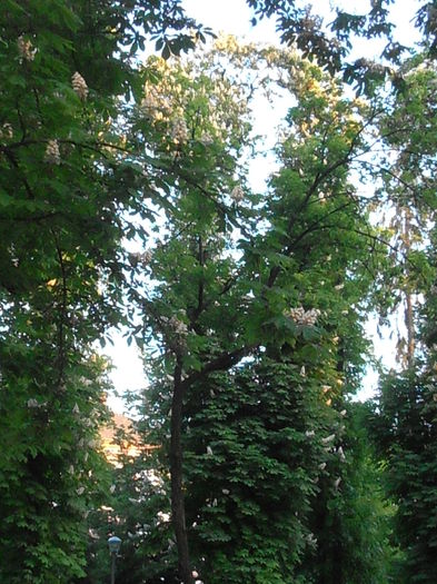 P5180277
