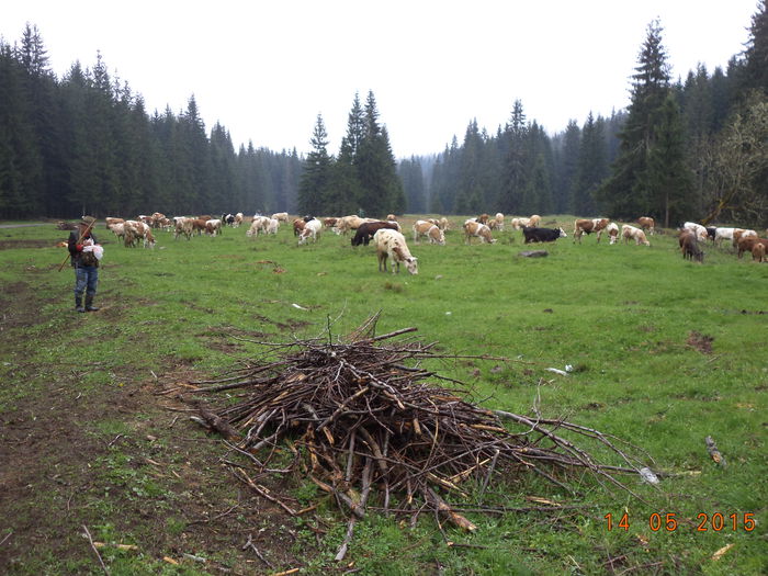 Si vacile pasc odihnindu-se