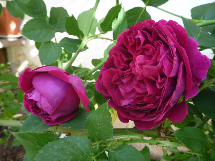 Falstaff - Colectie trandafiri