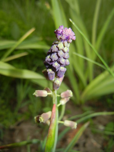 Muscari comosum (2015, May 08)