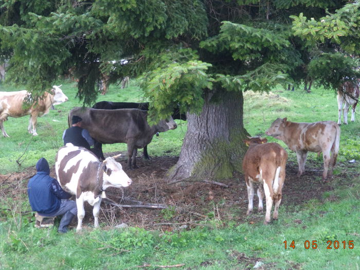 Stam in ocol pe sub brazi