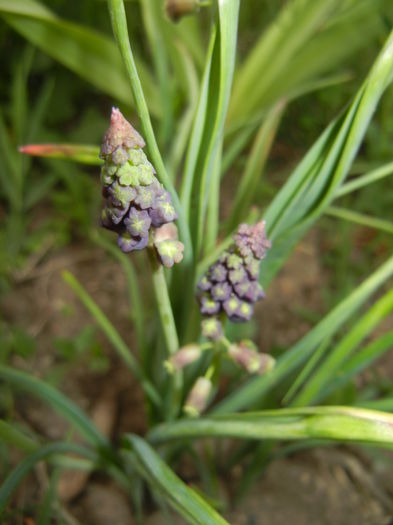 Muscari comosum (2015, May 08)