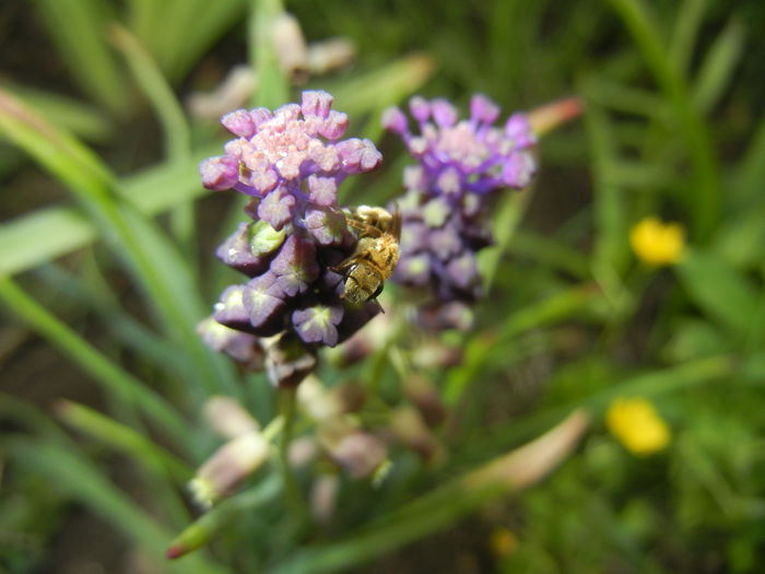 Muscari comosum (2015, May 11) - Muscari Comosum