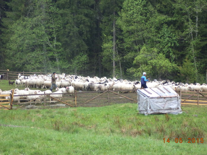 Stana si oile lui Voda Sandu