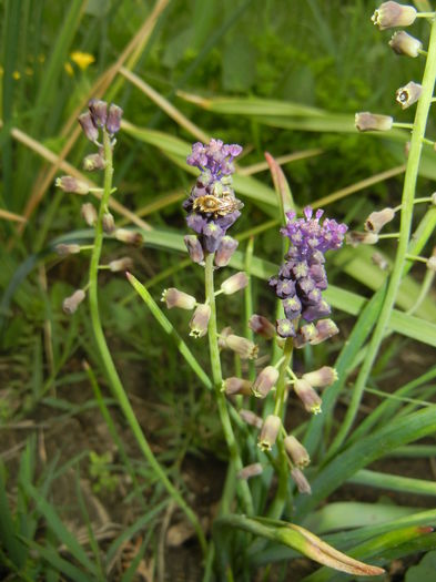 Muscari comosum (2015, May 11)