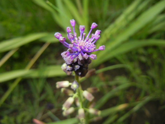 Muscari comosum (2015, May 11)