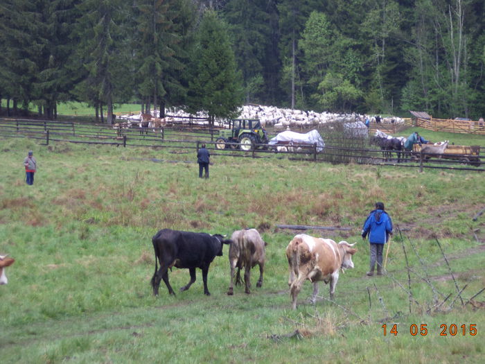 Stana unde avem caprele - Urcatul la stana cu vacile in Dealul Alb-2015