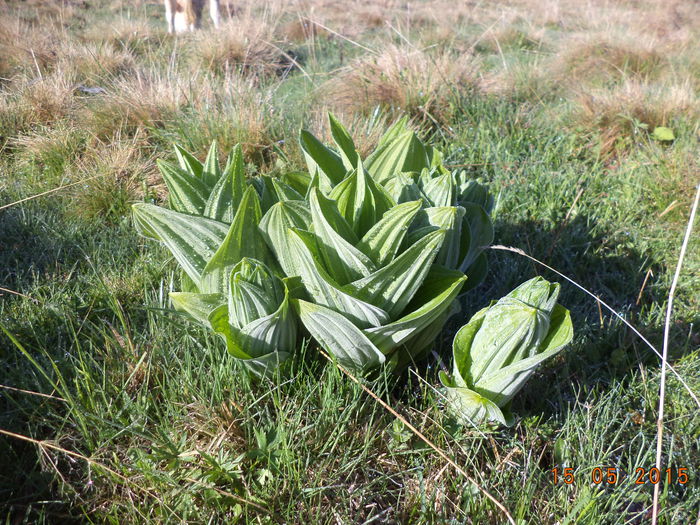 Stirigoaia planta toxica-54