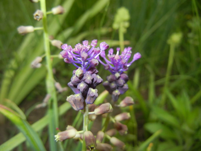 Muscari comosum (2015, May 12) - Muscari Comosum