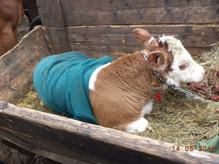 Taurasul lui Violeta - Urcatul la stana cu vacile in Dealul Alb-2015