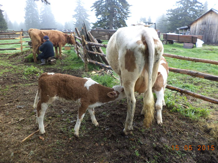 Sug cu spor-1 - Urcatul la stana cu vacile in Dealul Alb-2015