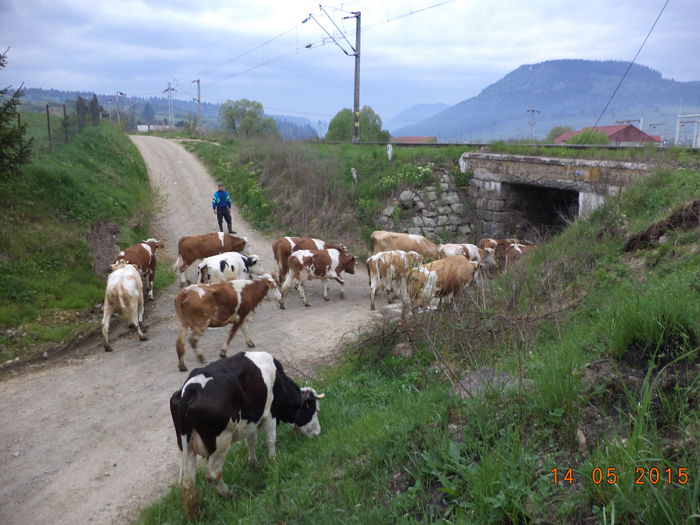 Trecem pe sub linie - Urcatul la stana cu vacile in Dealul Alb-2015