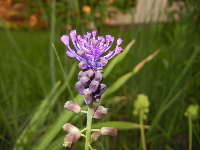 Muscari comosum (2015, May 12)