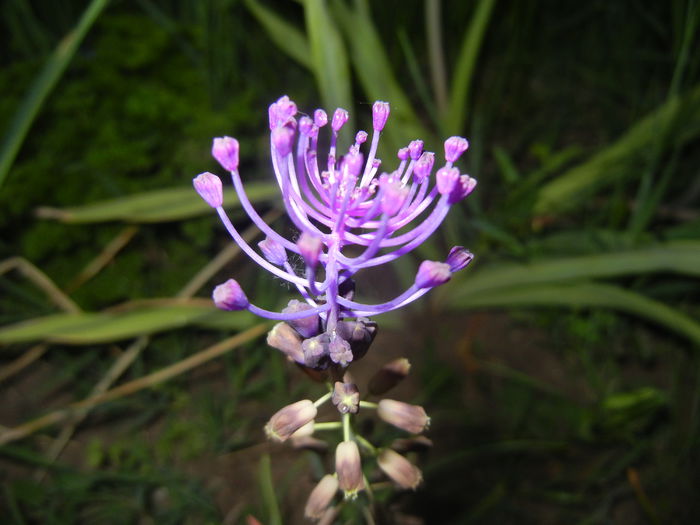 Muscari comosum (2015, May 15)