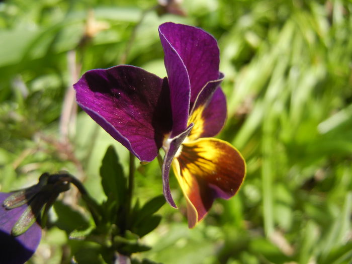 Pansy (2015, April 11) - PANSY_Viola tricolor