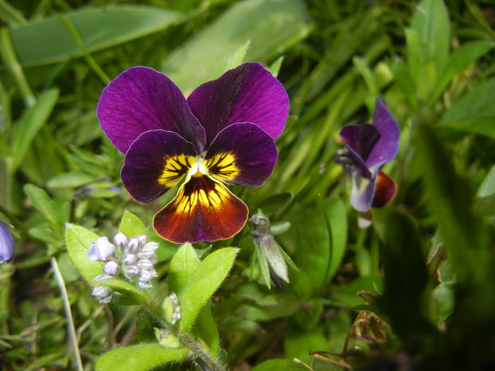 Pansy (2015, April 15) - PANSY_Viola tricolor